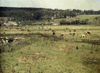 Cattle of the French army grazing between barbed wire and trenches near Vauxrot, Soissons, Aisne, France, 1917